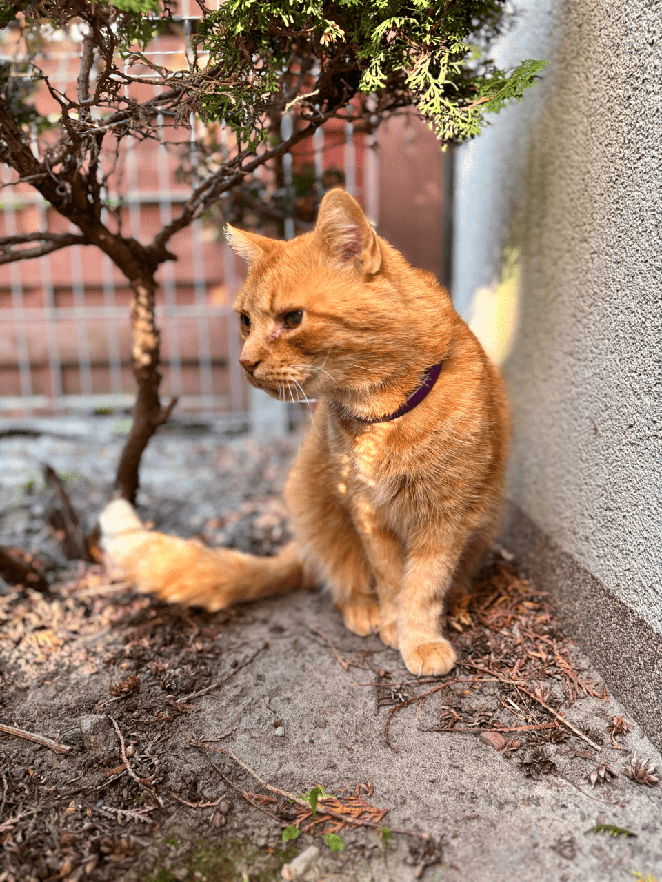 Kot stojący obok drzewka bonsai, przed hotelem na wolierze olśniewający blaskiem słońca.